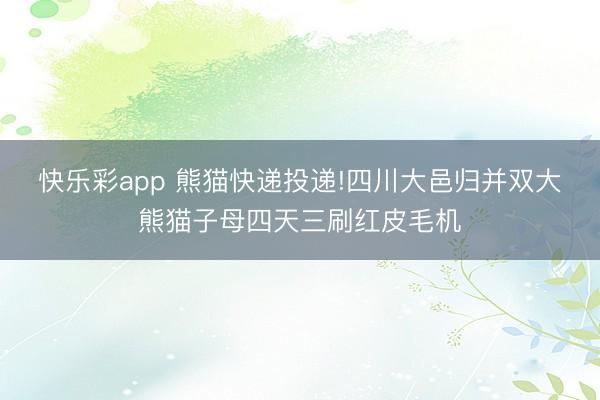 快乐彩app 熊猫快递投递!四川大邑归并双大熊猫子母四天三刷红皮毛机